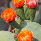 10 Orange PRICKLY PEAR CACTUS Nopal Indian Fig Opuntia Ficus-Indica Fruit Flower Seeds