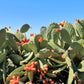 10 Orange PRICKLY PEAR CACTUS Nopal Indian Fig Opuntia Ficus-Indica Fruit Flower Seeds