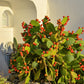 10 Orange PRICKLY PEAR CACTUS Nopal Indian Fig Opuntia Ficus-Indica Fruit Flower Seeds