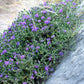 40 CONEHEAD THYME Thymus Capitatus syn. Thymbra Capitata Mediterranean aka Spanish Oregano Persian Hyssop Herb Purple Flower Seeds