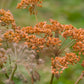 100 Organic BRONZE FENNEL Foeniculum Vulgare Purpureum Herb Bronze Foliage Yellow Flower Seeds