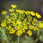 100 Organic BRONZE FENNEL Foeniculum Vulgare Purpureum Herb Bronze Foliage Yellow Flower Seeds