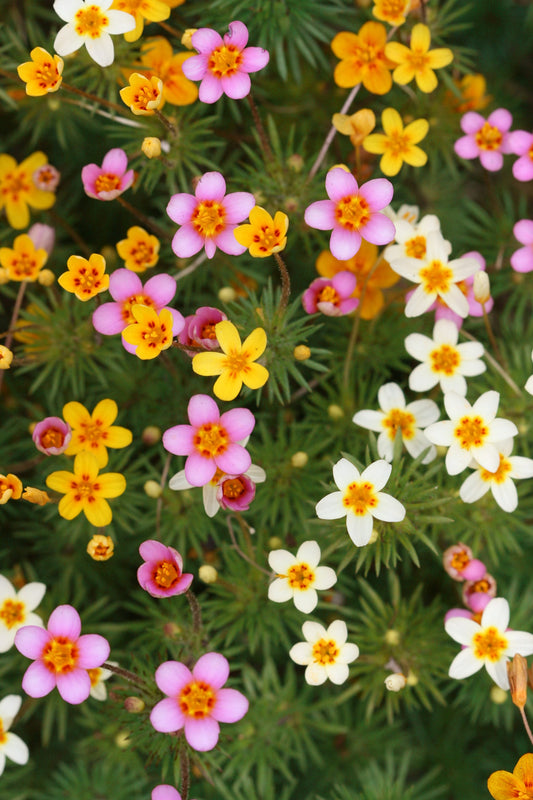 100 Mixed Colors FALSE BABYSTARS Showy Lianthus Leptosiphon Androsaceus Red Pink Purple White Yellow Orange Flower Seeds