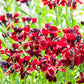 100 Mixed Colors FALSE BABYSTARS Showy Lianthus Leptosiphon Androsaceus Red Pink Purple White Yellow Orange Flower Seeds