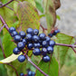 20 SILKY DOGWOOD Shrub Cornus Amomum syn. Coerulea Swida aka Kinnikinnik & Red Willow White Flower Silver Blue Berry Seeds