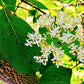 20 SILKY DOGWOOD Shrub Cornus Amomum syn. Coerulea Swida aka Kinnikinnik & Red Willow White Flower Silver Blue Berry Seeds