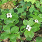 15 WESTERN BUNCHBERRY Alaskan Dogwood Canadian Cornus Unalaschkensis White Sun or Shade Groundcover Flower Edible Red Berry Herb Seeds