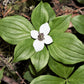 15 WESTERN BUNCHBERRY Alaskan Dogwood Canadian Cornus Unalaschkensis White Sun or Shade Groundcover Flower Edible Red Berry Herb Seeds
