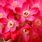 25 RED FLOWERING CURRANT Ribes Sanguineum aka Blood Currant Edible Fruit Blue Black Berries Shrub Seeds