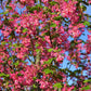 25 RED FLOWERING CURRANT Ribes Sanguineum aka Blood Currant Edible Fruit Blue Black Berries Shrub Seeds