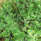 20 TRUE MYRTLE Myrtus Communis aka Common & Sweet Myrtle Fragrant White Flower Edible Blue Berry Fruit Shrub Seeds