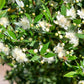 20 TRUE MYRTLE Myrtus Communis aka Common & Sweet Myrtle Fragrant White Flower Edible Blue Berry Fruit Shrub Seeds