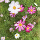 300 PICOTEE COSMOS Bipinnatus 2-Tone White Pink Magenta Fast Growing Flower Seeds