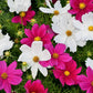 300 Mixed Colors DWARF COSMOS Bipinnatus Red Pink White Fast Growing Flower Seeds