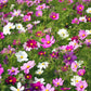 300 Mixed Colors DWARF COSMOS Bipinnatus Red Pink White Fast Growing Flower Seeds