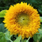 100 Double DWARF SUNGOLD SUNFLOWER Helianthus Annuus Yellow Teddy Bear Type Flower Seeds