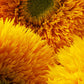 100 Double DWARF SUNGOLD SUNFLOWER Helianthus Annuus Yellow Teddy Bear Type Flower Seeds