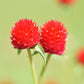 50 STRAWBERRY FIELDS GOMPHRENA Haageana Rio Grande Globe Amaranth Scarlet Red Flower Seeds