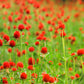 50 STRAWBERRY FIELDS GOMPHRENA Haageana Rio Grande Globe Amaranth Scarlet Red Flower Seeds