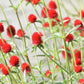 50 STRAWBERRY FIELDS GOMPHRENA Haageana Rio Grande Globe Amaranth Scarlet Red Flower Seeds