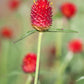 50 STRAWBERRY FIELDS GOMPHRENA Haageana Rio Grande Globe Amaranth Scarlet Red Flower Seeds