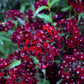 30 SOOTY DIANTHUS Barbatus Dark Maroon Red Sweet William Flower Seeds