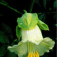 5 WHITE CATHEDRAL BELLS Vine Cup & Saucer Cobaea Scandens Alba Climber Hummingbird Flower Seeds