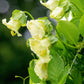 5 WHITE CATHEDRAL BELLS Vine Cup & Saucer Cobaea Scandens Alba Climber Hummingbird Flower Seeds