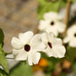 10 WHITE THUNBERGIA Alata VINE Black Eyed Susan Vine Flower Seeds