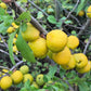 30 FLOWERING QUINCE Fruit Seeds - Pink Red White Orange Flowering Shrub - aka Japanese, Chinese, & Common Quince - Chaenomeles Speciosa