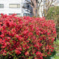 30 FLOWERING QUINCE Fruit Seeds - Pink Red White Orange Flowering Shrub - aka Japanese, Chinese, & Common Quince - Chaenomeles Speciosa