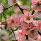 30 FLOWERING QUINCE Fruit Seeds - Pink Red White Orange Flowering Shrub - aka Japanese, Chinese, & Common Quince - Chaenomeles Speciosa
