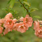 30 FLOWERING QUINCE Fruit Seeds - Pink Red White Orange Flowering Shrub - aka Japanese, Chinese, & Common Quince - Chaenomeles Speciosa