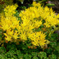 50 OREGON STONECROP Sedum Oreganum - Green Bronze Orange Red Succulent Foliage - Native Yellow Groundcover Flower Seeds