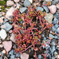 50 OREGON STONECROP Sedum Oreganum - Green Bronze Orange Red Succulent Foliage - Native Yellow Groundcover Flower Seeds