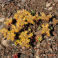 50 OREGON STONECROP Sedum Oreganum - Green Bronze Orange Red Succulent Foliage - Native Yellow Groundcover Flower Seeds