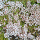 50 OKTOBERFEST SEDUM Acre Gold Moss Stonecrop Succulent Groundcover White Flower Seeds