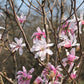 5 LOEBNER MAGNOLIA Loebneri TREE Shrub Seeds - Cross of M Stellata & Kobus - Fragrant Pink White Huge 3 - 5" Wide Flowers