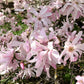 5 LOEBNER MAGNOLIA Loebneri TREE Shrub Seeds - Cross of M Stellata & Kobus - Fragrant Pink White Huge 3 - 5" Wide Flowers