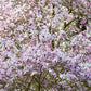 5 LOEBNER MAGNOLIA Loebneri TREE Shrub Seeds - Cross of M Stellata & Kobus - Fragrant Pink White Huge 3 - 5" Wide Flowers