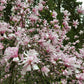 5 LOEBNER MAGNOLIA Loebneri TREE Shrub Seeds - Cross of M Stellata & Kobus - Fragrant Pink White Huge 3 - 5" Wide Flowers
