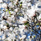 10 KOBUS MAGNOLIA TREE aka Japanese Magnolia or Kobushi - White Pink 4" Fragrant Flower Seeds