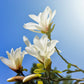 10 KOBUS MAGNOLIA TREE aka Japanese Magnolia or Kobushi - White Pink 4" Fragrant Flower Seeds