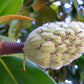 10 SWEETBAY MAGNOLIA Virginiana TREE Shrub Native Sweet Bay, White Bay, Laurel Magnolia - White 3" Fragrant Flower Seeds