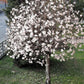 10 SWEETBAY MAGNOLIA Virginiana TREE Shrub Native Sweet Bay, White Bay, Laurel Magnolia - White 3" Fragrant Flower Seeds