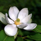 10 SWEETBAY MAGNOLIA Virginiana TREE Shrub Native Sweet Bay, White Bay, Laurel Magnolia - White 3" Fragrant Flower Seeds