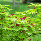 20 GREEN JAPANESE MAPLE Tree Ornamental Acer Palmatum Palmate Maple Yellow Fall Color Red Flower Seeds