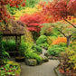 20 GREEN JAPANESE MAPLE Tree Ornamental Acer Palmatum Palmate Maple Yellow Fall Color Red Flower Seeds