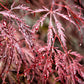 10 Red Dwarf Japanese LACELEAF MAPLE Tree Lace Blood Acer Palmatum Atropurpureum Dissectum Shrub Seeds