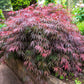 10 Red Dwarf Japanese LACELEAF MAPLE Tree Lace Blood Acer Palmatum Atropurpureum Dissectum Shrub Seeds